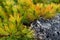 Siberian dwarf pine (Pinus pumila) and stone overgrown with lichen