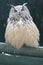 Siberian eagle owl