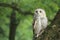 Siberian eagle owl