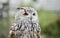 Siberian eagle owl posing for its head shots