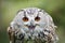 Siberian eagle owl posing for its head shots