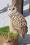 Siberian Eagle owl on a tree trunk