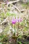 Siberian fawn lily Erythronium sibiricum