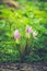 Siberian fawn lily Erythronium sibiricum