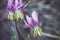 Siberian fawn lily Erythronium sibiricum