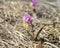 Siberian Fawn Lily in habitat, disclosed with pollen.