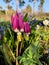 Siberian fawn lily. Spring flower Erythronium in garden.