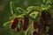 Siberian fir cones close-up