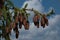 Siberian fir cones close-up