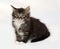 Siberian fluffy tabby kitten sitting on gray