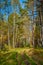 Siberian forest in Autumn, Siberia, Russia