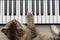 Siberian Forest Cat playing MIDI controller keyboard synthesizer