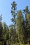 Siberian forest. Taiga. Baikal. Birch forest. Tree roots