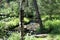 Siberian forest. Taiga. Baikal. Birch forest. Tree roots