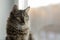 Siberian, furry cat frontally looking at the camera on a blurred background