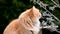 Siberian ginger cat yawns in the garden.