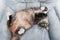 Siberian gray cat lying on the sofa