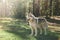 A Siberian gray husky with a protruding tongue walks through the forest on a sunny day