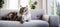 Siberian gray long-haired fluffy cat gracefully lounges on living room sofa, exuding comfort and tranquility