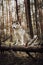 Siberian grey husky dog . forest on the background