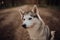 Siberian grey husky dog . grass on the background