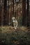 Siberian grey husky dog run . forest on the background