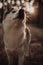 Siberian grey husky dog stands and look ahead . grass on the background