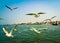 SIBERIAN GULLS (LARUS HEUGLINI) FLOCKING ABOVE THE GANGES RIVER IN THE HOLY CITY OF VARANASI, INDIA