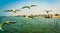 SIBERIAN GULLS (LARUS HEUGLINI) FLOCKING ABOVE THE GANGES RIVER IN THE HOLY CITY OF VARANASI, INDIA