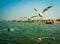 SIBERIAN GULLS (LARUS HEUGLINI) FLOCKING ABOVE THE GANGES RIVER IN THE HOLY CITY OF VARANASI, INDIA