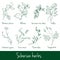 Siberian herbs vector collection