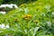 Siberian Hogweed or beam Heracleum sibiricum, Kamchatka Peninsula, Russia