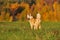 Siberian huski standing in autumn field with beautiful autumn fo