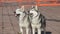 Siberian huskies