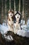 Siberian Huskies dogs on the walk in the winter forest.