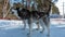 Siberian huskies are harnessed, standing on a snowy road.