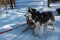 Siberian huskies are harnessed, standing on a snowy road