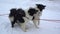Siberian huskies harnessed to prepare for the run