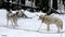 Siberian Huskies sled dog waiting for the run.