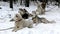 Siberian Huskies sled dog waiting for the run.