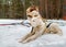 Siberian huskies white and brown rest in the snow. dog sled from Siberian husky.