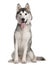 Siberian Husky, 1 year old, sitting