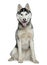 Siberian husky, 9 months old, sitting