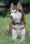 Siberian Husky,  Adult laying on Grass