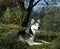 Siberian Husky, Adult laying on Grass