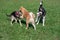 Siberian husky, akita inu puppy and homeless dog are playing on a green meadow. Pet animals