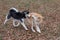Siberian husky and akita inu puppy are playing in the autumn park. Pet animals