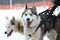 Siberian Husky and Alaskan Malamute in a harness.