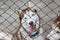 Siberian Husky behind fence greet people.