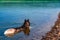 Siberian husky black and white color with fluffy tail lies in the shallow water, warm summer evening. Rear view. Evening river.